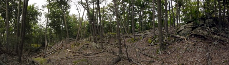 Fallen trees on a hillside, Harriman State Park, Orange County, New York