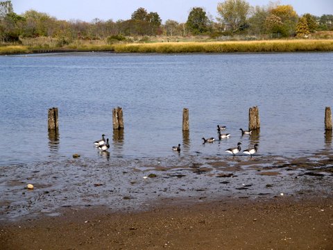 Pale-bellied brant geese, Marine Park, Brooklyn (Kings County), New York