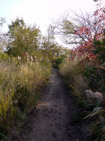 Trail within Salt Marsh Nature Center, Marine Park, Brooklyn (Kings County), New York