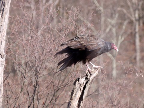 Turkey vulture taking flight, Ramapo Mountain State Park, Bergen & Passaic Counties, New Jersey