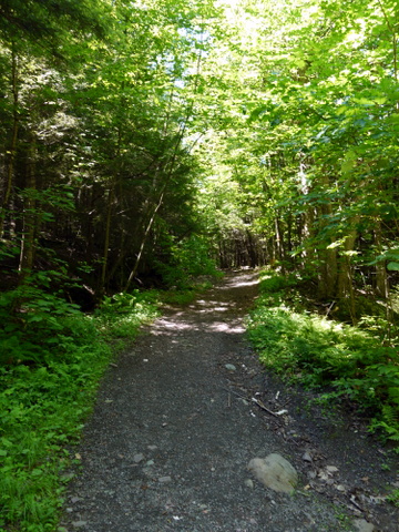 Schutt Road Trail, Kaaterskill Wild Forest, Greene County, New York