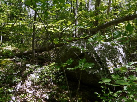 Fallen tree on boulder, Kaaterskill Wild Forest, Greene County, New York