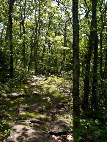 Footpath on Escarpment Trail, Kaaterskill Wild Forest, Greene County, New York