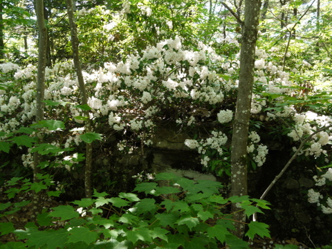 Mountain laurel, Kaaterskill Wild Forest, Greene County, New York