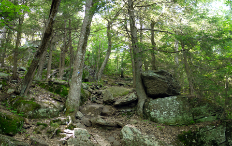 Rocks and trees of the Escarpment Trail, Kaaterskill Wild Forest, Greene County, New York