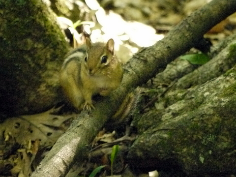 Chipmunk, Kaaterskill Wild Forest, Greene County, New York