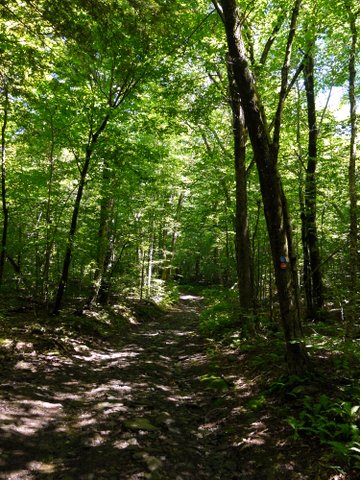 Long Path, Kaaterskill Wild Forest, Greene County, New York