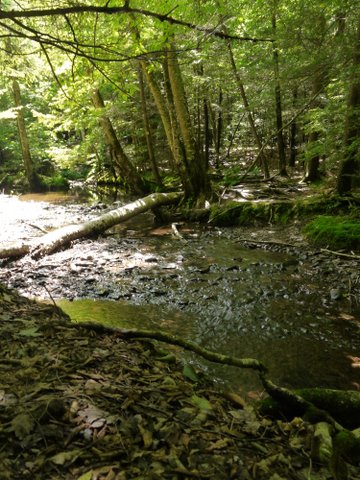 Stream crossing, Kaaterskill Wild Forest, Greene County, New York