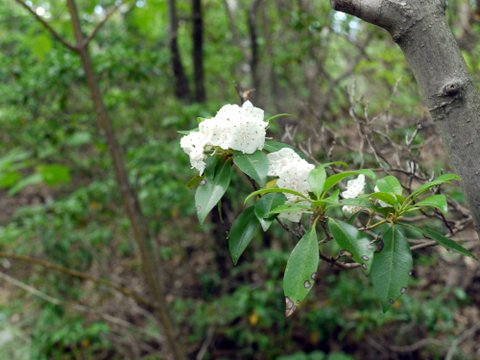 Mountain Laurel, Kaaterskill Wild Forest, Greene County, New York