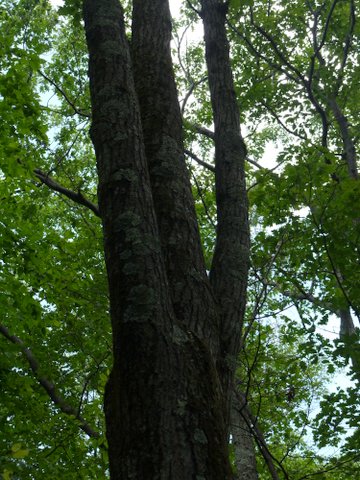 Triplet tree, Kaaterskill Wild Forest, Greene County, New York