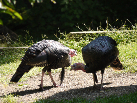 Wild turkeys, Mashomack Preserve, Suffolk County, New York