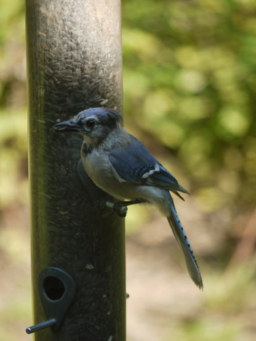 Juvenile blue jay, Mashomack Preserve, Suffolk County, New York