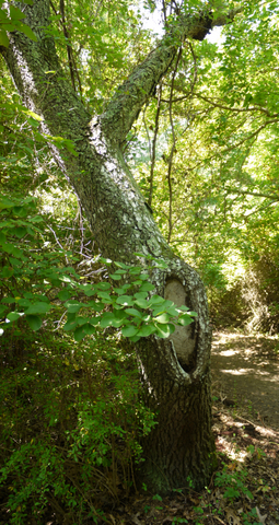 Black cherry tree, Mashomack Preserve, Suffolk County, New York