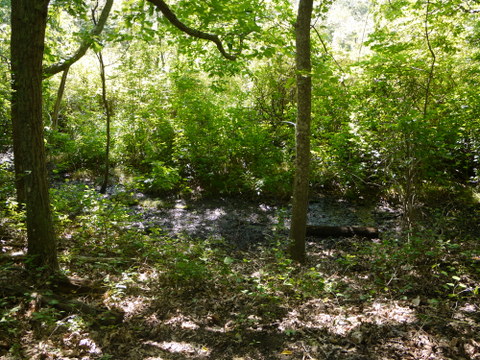 Wetland, Mashomack Preserve, Suffolk County, New York