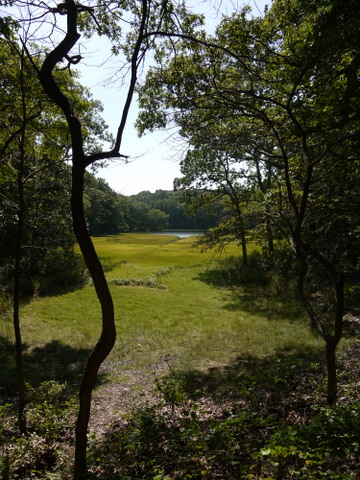 Miss Annie's Creek, Mashomack Preserve, Suffolk County, New York