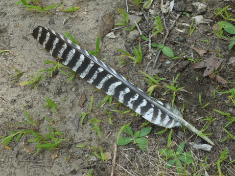 Wild turkey feather, Mashomack Preserve, Suffolk County, New York