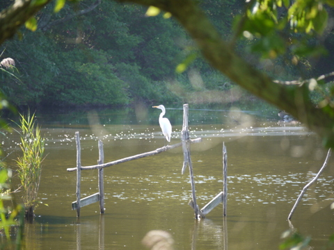 Great egret, Mashomack Preserve, Suffolk County, New York