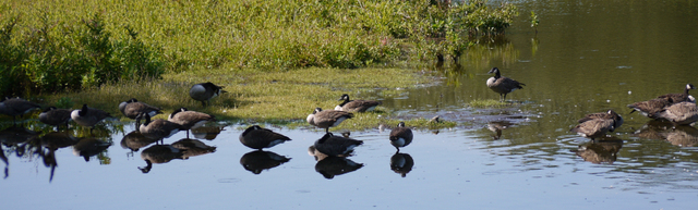 Canadian geese, Mashomack Preserve, Suffolk County, New York