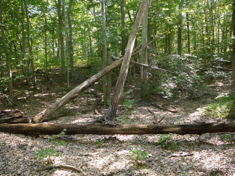 Green trail, Mashomack Preserve, Suffolk County, New York