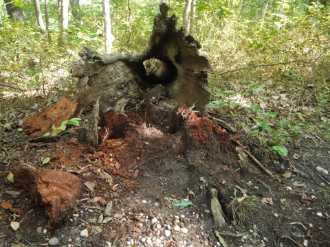 Hollow log, Mashomack Preserve, Suffolk County, New York