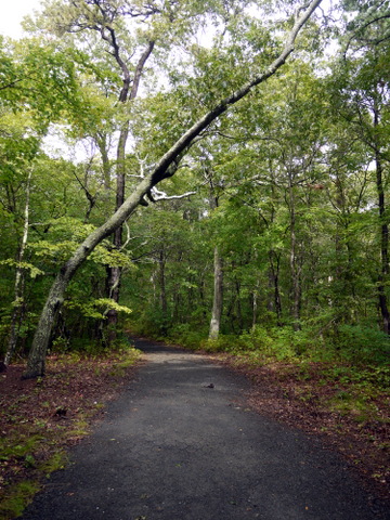 White Oak Trail, Wertheim NWR, Suffolk County, New York