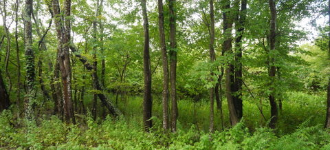 Trees, Wertheim NWR, Suffolk County, New York