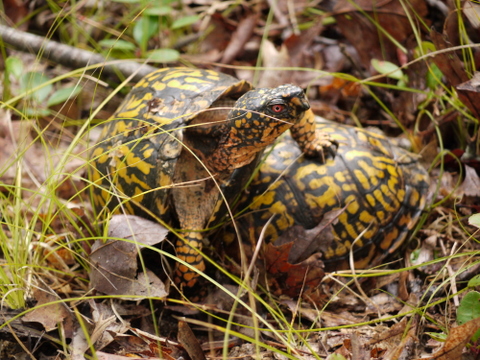 Eastern box turtles, Wertheim NWR, Suffolk County, New York