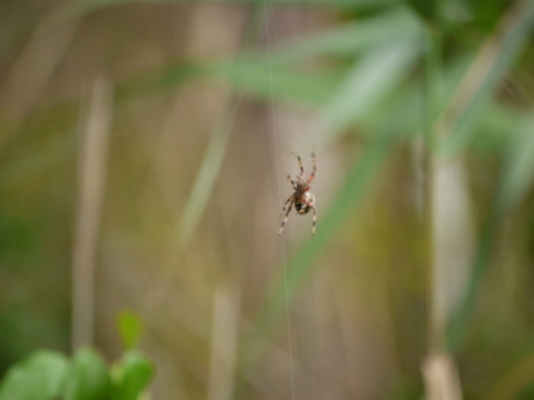 Orb-weaver spider, Wertheim NWR, Suffolk County, New York