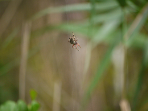Orb-weaver spider, Wertheim NWR, Suffolk County, New York