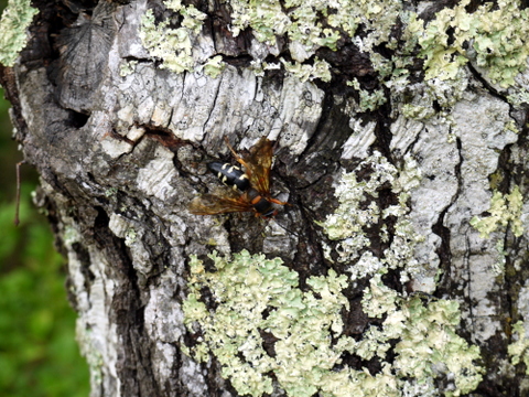 Cicada killer, Wertheim NWR, Suffolk County, New York