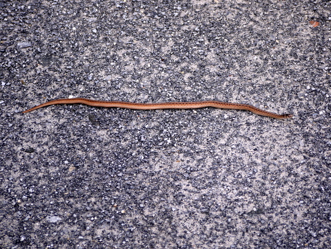 Northern brown snake, Wertheim NWR, Suffolk County, New York