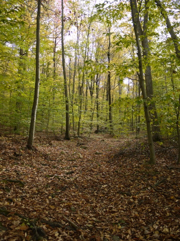 Leaf-covered trail, Ringwood State Park, Passaic County, New Jersey