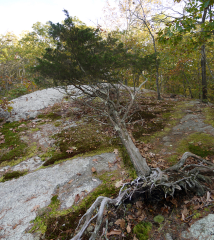 Rock outcropping, Ringwood State Park, Passaic County, New Jersey