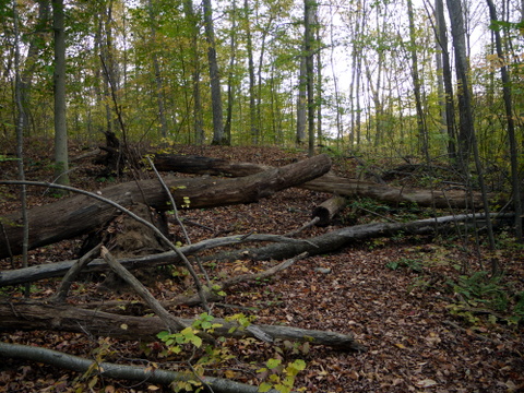 Fallen trees, Ringwood State Park, Passaic County, New Jersey