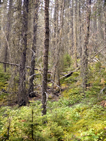 Dead trees, Banff National Park, Alberta, Canada