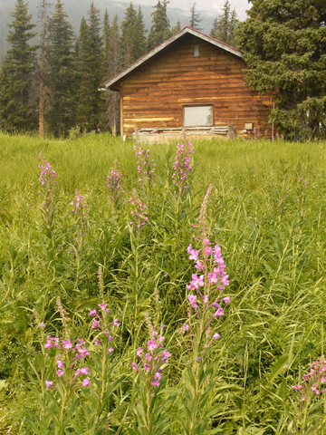 Wildflowers at Simpson's Num-Ti-Jah Lodge, Banff National Park, Alberta, Canada