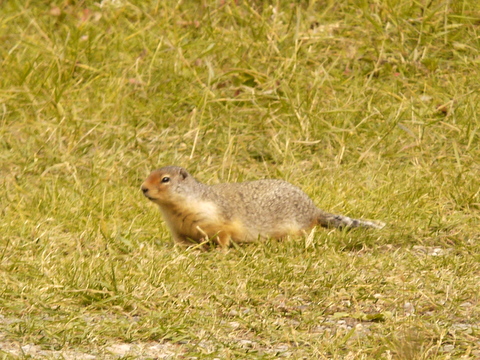 Columbian ground squirrel, Banff National Park, Alberta, Canada