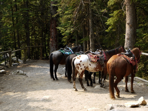 Horses on Lake Agnes trail, Banff National Park, Alberta, Canada