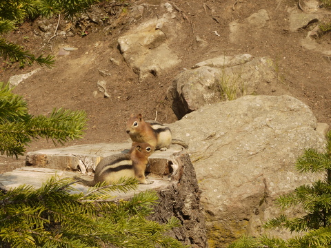 Golden-mantled ground squirrels, Banff National Park, Alberta, Canada
