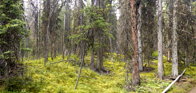 Woods adjacent to Healy Pass Trail, Banff National Park, Alberta, Canada