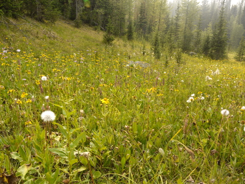 Wildflowers, Banff National Park, Alberta, Canada