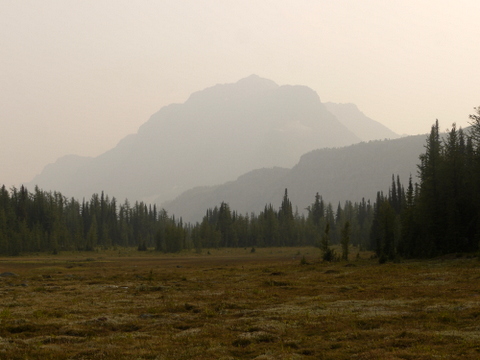 Meadow on Simpson Pass Trail, Banff National Park, Alberta, Canada