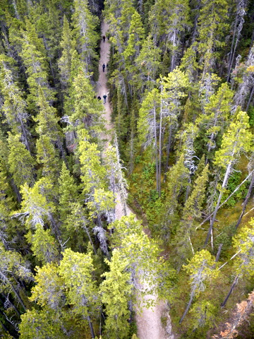 Hiking trail up Sulphur Mountain, Banff National Park, Alberta, Canada