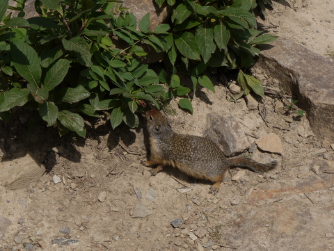 Young Colombian Ground Squirrel, Banff National Park, Alberta, Canada