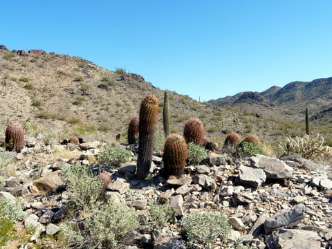 Stand of barrel cactus