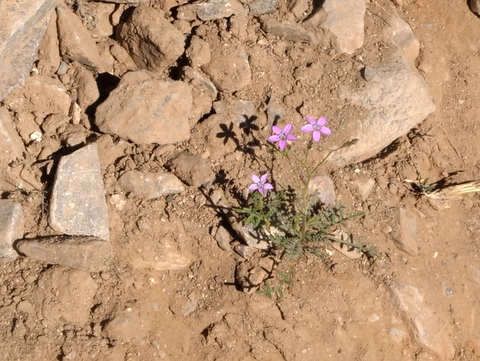 Purple flowers, Phoenix Mountain Preserve, Phoenix, Arizona