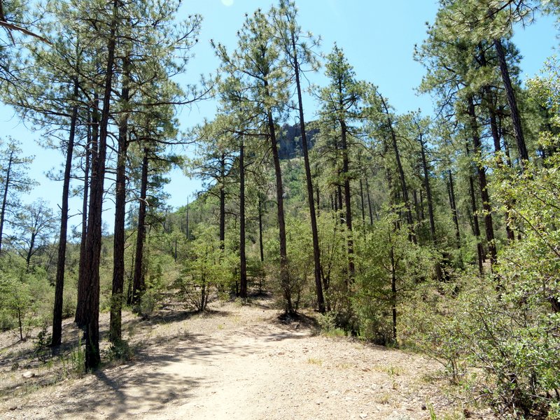 Thumb Butte Trail, Prescott National Forest, Arizona