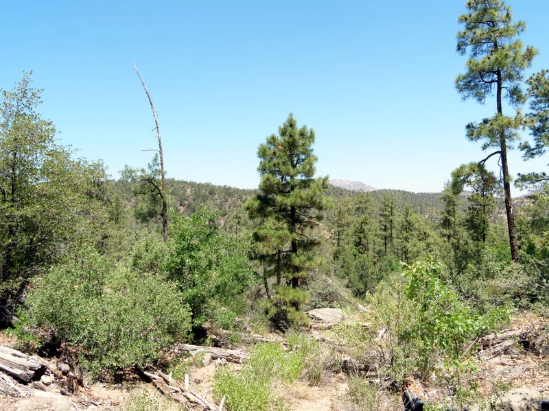 View from Thumb Butte Trail, Prescott National Forest, Arizona