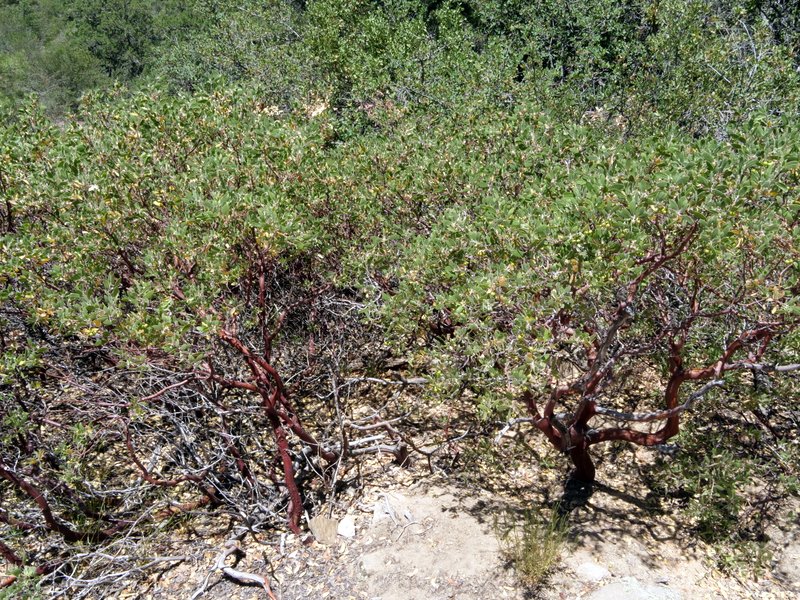 Manzanita