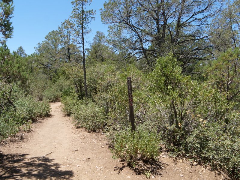 Intersection of Thumb Butte Trail with Spur Trail, Prescott National Forest, Arizona